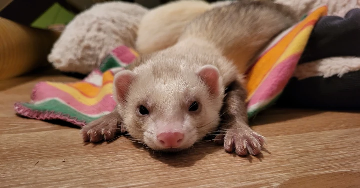 Diego alias Louie
