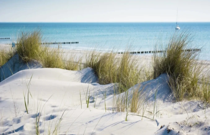 Urlaub mit Frettchen – geht das?
