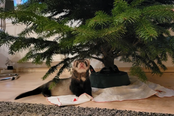 Ein besonderer Weihnachtsbaum