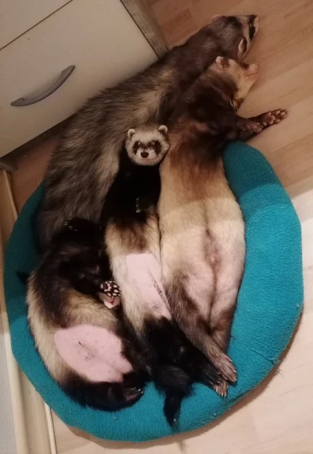 2021: Jean und Raven einige Zeit nach ihrer OP mit Logan und Rocket