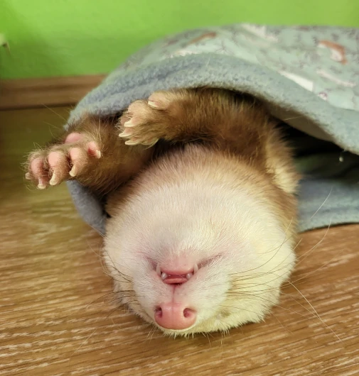 Louie wird kastriert