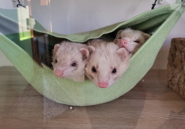 Louie mit Nebula und Balou kurz nach der OP