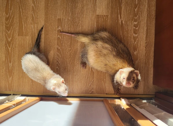 Morgens im Frettchenzimmer