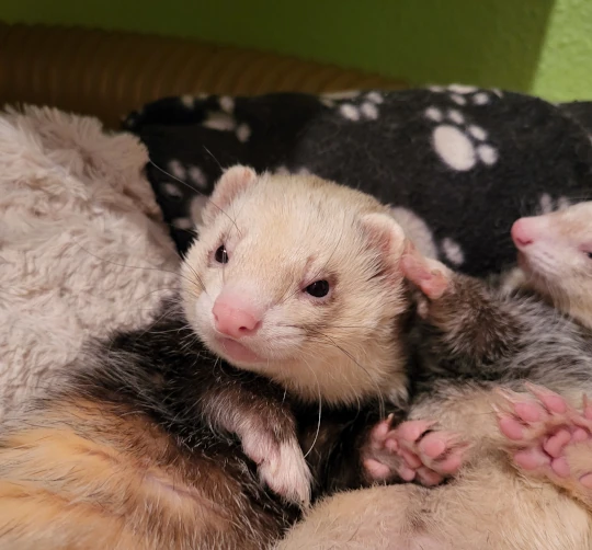 Ein neues Familienmitglied zieht ein