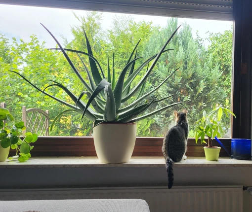 Elfis erster (offizieller) Freigang